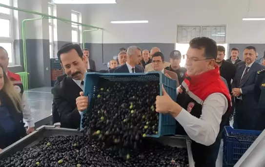 Şarköy Zeytini Hasat Etkinliği Düzenlendi