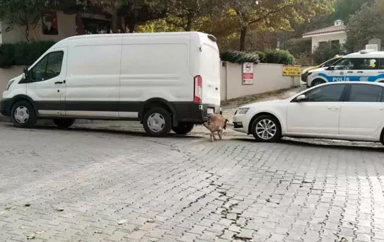 Divriği'de Baş Belası: Sokak Köpekleri Otomobili Parçaladı