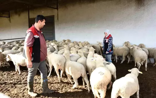 Aliağa'da Damızlık Koyun Üretim Merkezi Projesi Tamamlandı