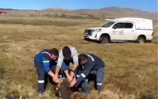 Bataklığa Saplanan İnek Kurtarıldı