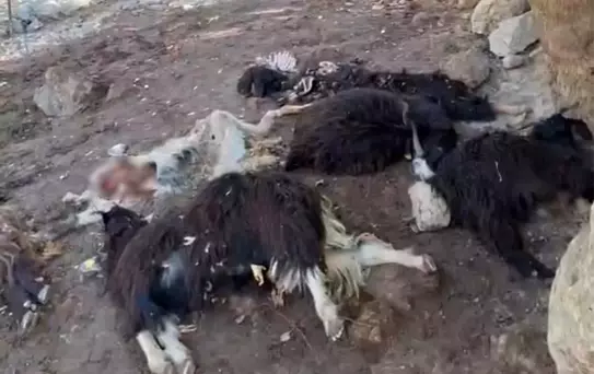Kurt Saldırısı: 10 Keçi Telef Oldu