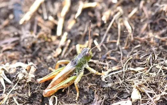Karadeniz'de yeni bir çekirge türü keşfetti