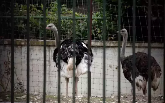 İspanya Kuş Gribine Karşı Önlem Aldı