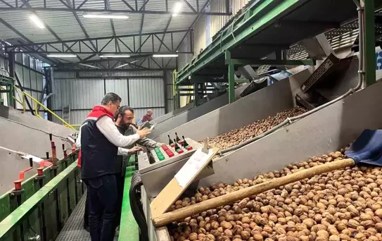 Ceviz Üretimi Destekleniyor