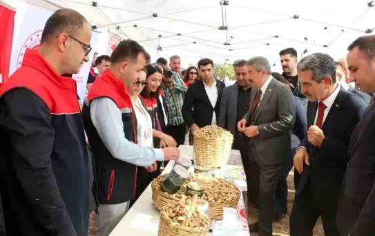 Silopi'de Yer Fıstığı Hasat Şenliği