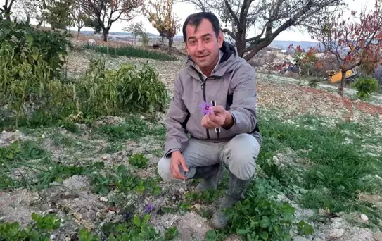 İlçede 'kırmızı altın' mucizesi! İlk hasadında 150 gram ürün elde etti