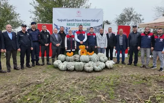 Düzce'de Kestane Kabağı hasadı başladı: 10 bin tonun üzerinde rekolte bekleniyor