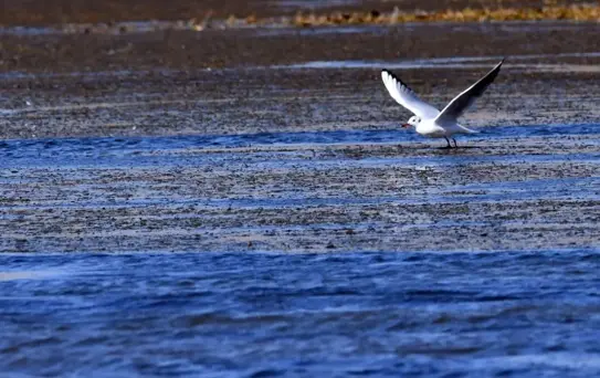 Kars'ta Göçmen Kuşlar Besleniyor