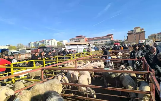 Şuhut Canlı Hayvan Pazarı Yeniden Açıldı