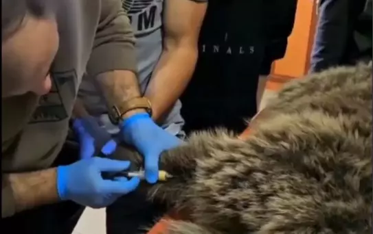 Sarıkamış'ta Yaralı Bozayı Tedavi Altına Alındı