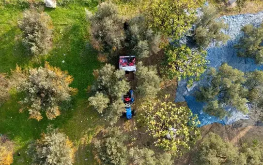 Zeytin hasadı başladı, Marmarabirlik'ten 70 bin tonluk alım ve 50 milyon dolarlık ihracat hedefi