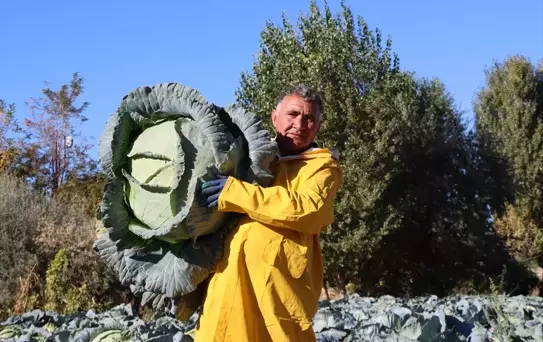 Erciş Lahanası Hasadı Başladı