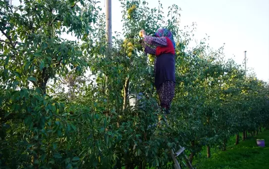 Edirne'de Meyvecilik Gelir Kaynağı Oluyor
