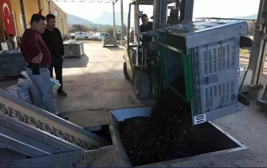 Sarıcakaya'da Soğuk Sıkım Zeytinyağı Üretimi