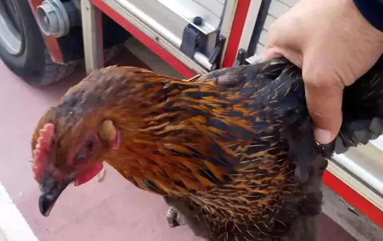 Gümüşhane'de Harşit Çayı'na Düşen Tavuk Kurtarıldı