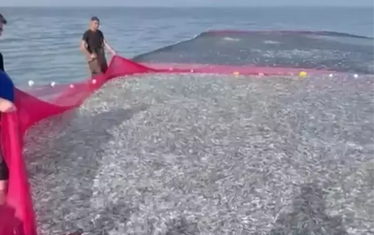 İznik Gölü'nde Rekor Balık Avı