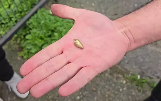 Kayıp Kedi, Mermiyle Döndü