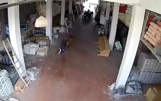 Başına Buyruk İnek Depoya Girdi