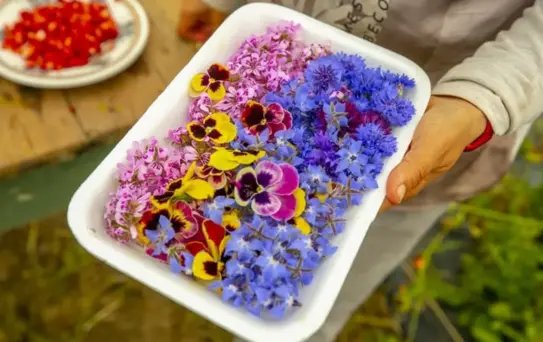 Gastronomide yeni trend: Yenilebilir çiçekler gündemde