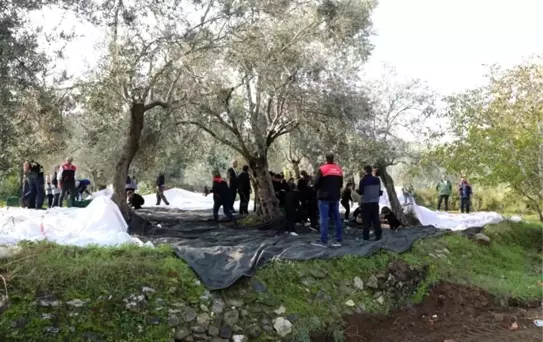 Zeytin Hasadıyla Tarımsal Farkındalık