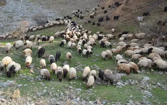 Muş'ta Besiciler Sıcak Bölgelere Yolculuğa Çıktı