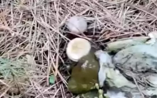 Bolu Ormanlığı Çöplüğe Dönüştü