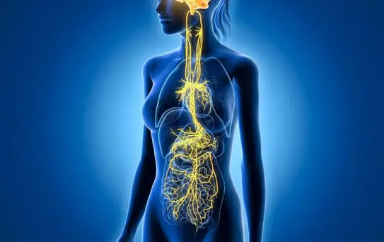 Vagus Siniri ve Stres Yönetimi