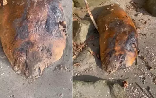 Marmara sahiline vuran gizemli canlı! Kimse ne olduğunu anlamadı