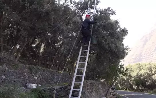 Butko Zeytini Hasadı Devam Ediyor
