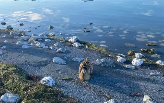 Yaralı Güney Amerika Balabanı Koruma Altına Alındı