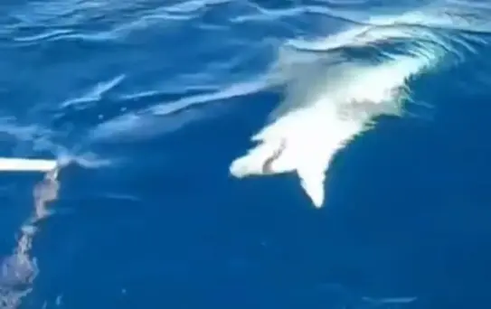 Yayladağı'nda Amatör Balıkçının Oltasına Köpek Balığı Takıldı