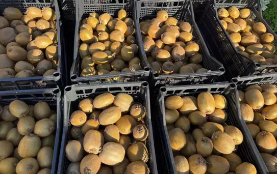 Ordu'da Kivi Üretimi Artıyor