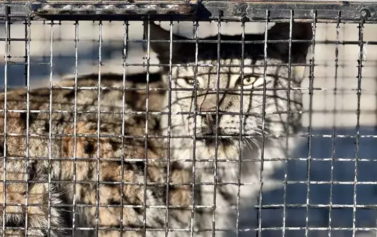 Bitkin Vaşak Tedavi Ediliyor