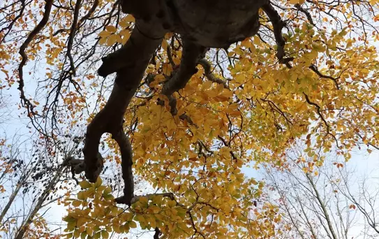 Saray Ormanları Sonbaharda Rengarenk