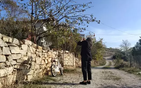 Bucak'ta Kış Ortasında Elma Ağacı Çiçek Açtı