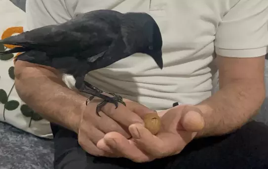 Düzce'de Karga Aile Üyesi Oldu