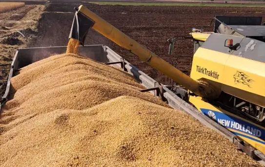 Gaziantep'te Mısır Hasadı Başladı