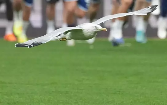 Beşiktaş-Samsunspor maçına damga vuran davetsiz misafir! Akıllara Süleyman Seba'nın sözleri geldi