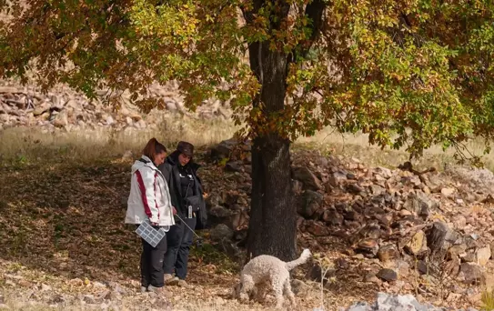 Ankara'da Mantar Araştırması: 120 Tür Belirlendi