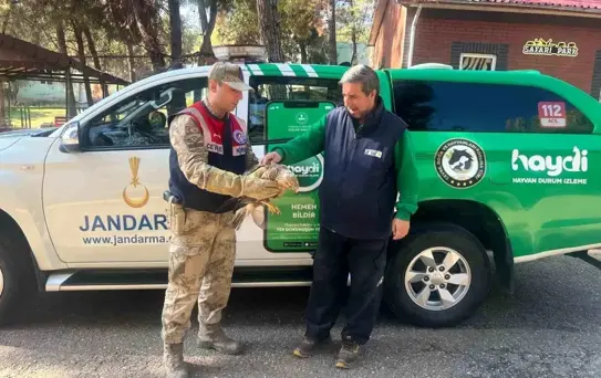 Gaziantep'te yaralı halde bulunan kartal, tedavi altına alındı