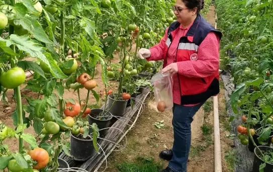 Kütahya'da Domates Denetimi