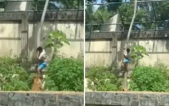 Tutkusu sonu oldu! 6 metrelik duvarı aşıp aslan kafesine girdi, sonrası facia