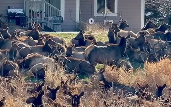 ABD'de geyik alarmı verildi; dev sürü bahçeleri istila etti
