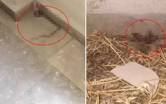 Kız yurdunda çekildiği söylenen görüntüler vahim