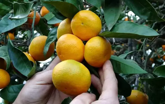 Ordu'da Narenciye Hasadı Başladı