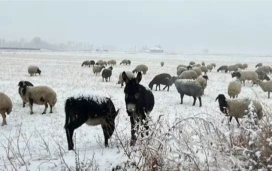 Kar, Çaldıran'daki Çobanları Zor Durumda Bıraktı
