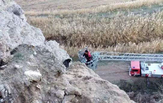 Uçurumda mahsur kalan keçileri itfaiye kurtardı