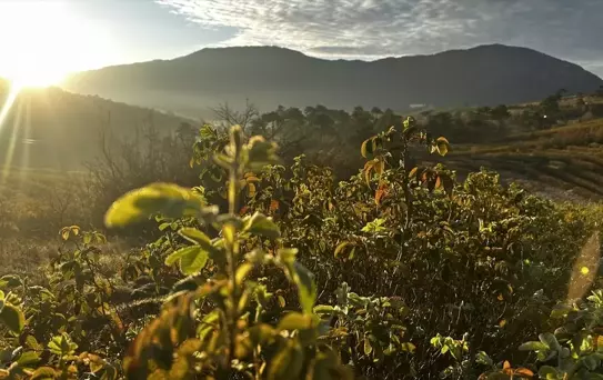 Eğirdir ve Aksu'da Gül Bahçeleri Renk Cümbüşü