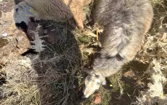 Kurt Saldırısı: 28 Koyun Telef Oldu