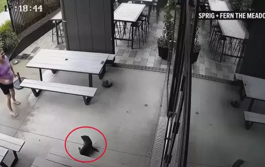 Yeni Zelanda'da bara giren yavru fok ortalığı karıştırdı!